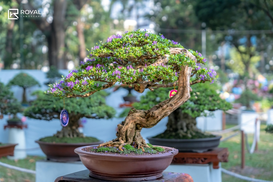 Bí quyết bố trí cây Bonsai sân vườn đẹp chuẩn nghệ thuật, phong thuỷ