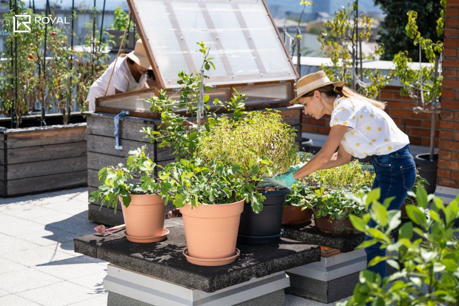 Bố Trí Cây Cảnh Sân Thượng
