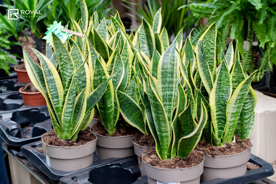 cây dễ trồng