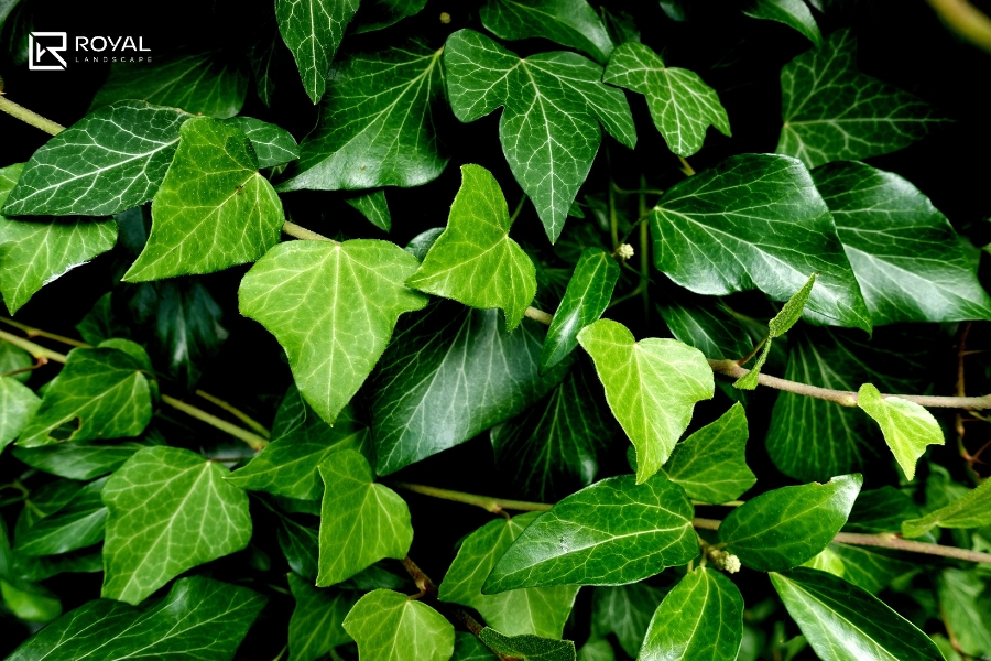 cây dễ trồng